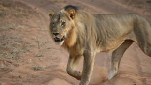 Ngoma Safari Lodge Wildlife Lion