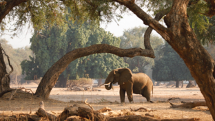 Mana River Camp Elephant Thumbnail.jpg Mana River Camp Elephant Thumbnail.jpg