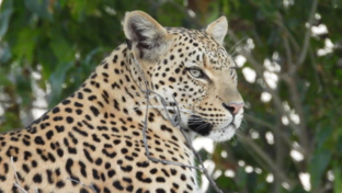 Machaba Kiri Camp Wildlife Sightings June 2026 Leopard Perched On Branch