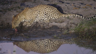 machaba-botswana-okavango-delta-gomoti-plains-camp-leopard-sightings-october-2017 (4).jpg