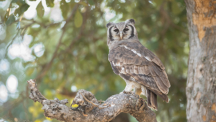 machaba-botswana-okavango-delta-machaba-camp-sightings-february-2020-owl-landing.jpg