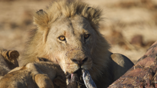 Machaba Safaris Zimbabwe Deteema Springs Lion Kill Machaba Safaris Zimbabwe Deteema Springs Lion Kill