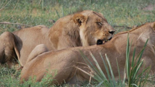 Machaba Safaris Kiri Camp Sightings December 2024 Banner Machaba Safaris Kiri Camp Sightings December 2024 Banner