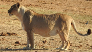 Machaba Verneys Camp Wildlife Sightings July 2025 Pregnant Lioness
