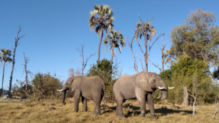 Botswana Okavango Gomoti Sightings July 2021 Elephant
