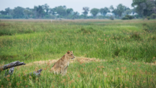 Zimbabwe Hwange Deteema Springs Sightings October 2021 Lion Zimbabwe Hwange Deteema Springs Sightings October 2021 Lion