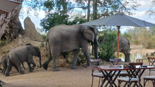 Elephants at Ingwe Pan Elephants at Ingwe Pan