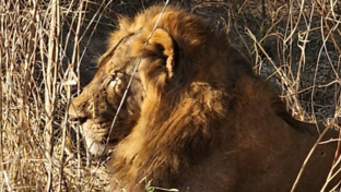 Machaba Ingwe Pan Camp Wildlife Sightings June 2026 Lion Resting In Mana Pools