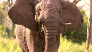 machaba-botswana-okavango-delta-gomoti-plains-elephant-sightings-may-2018.jpg