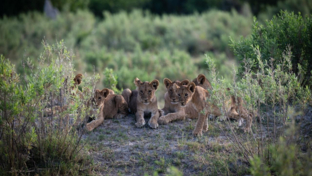 Northern Lion Cubs Gomoti Plains