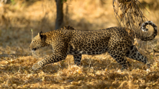 Spectacular leopard sighting near Machaba Camp.