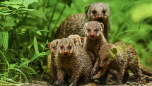 Machaba Camp Wildlife Sightings February 2026 Family Of Banded Mongoose