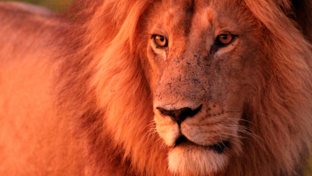 machaba-botswana-okavango-delta-gomoti-plains-camp-lion-9-sightings-march-2018.jpg
