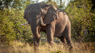 Botswana Okavango Delta Machaba Camp Sightings April 2021 Elephant Botswana Okavango Delta Machaba Camp Sightings April 2021 Elephant