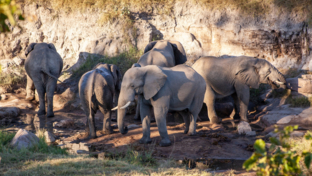 Machaba Deteema Springs Camp Wildlife Sightings May 2025 Elephants In Front Of Deteema Machaba Deteema Springs Camp Wildlife Sightings May 2025 Elephants In Front Of Deteema