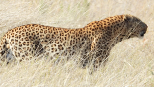 Machaba Kiri Camp Wildlife Sightings July 2026 Leopard In Tall Grass