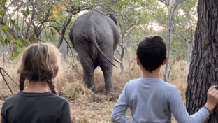 Machaba Botswana On Safari Nala Elephant Dung Banner Thumbnail Machaba Botswana On Safari Nala Elephant Dung Banner Thumbnail
