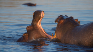 machaba-botswana-okavango-delta-gomoti-plains-camp-hippos-sightings-report-august-2019.jpg