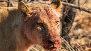 Machaba Safaris Botswana Machaba Camp Wildlife Report September 2023 Lions