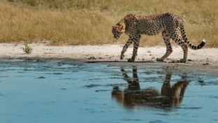 Machaba Camp Wildlife Sightings March 2025 Cheetah Near Watering Hole Machaba Camp Wildlife Sightings March 2025 Cheetah Near Watering Hole