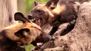 machaba-botswana-okavango-delta-gomoti-plains-camp-wild-dogs-3-sightings-february-2018.jpg