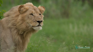 Botswana Okanvanga Delta Machaba Camp Sightings Jan 2021 4 Botswana Okanvanga Delta Machaba Camp Sightings Jan 2021 4