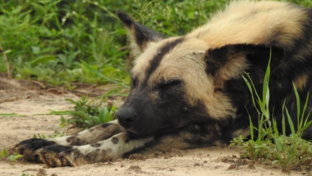Sleeping African wild dog in Hwange National Park Sleeping African wild dog in Hwange National Park