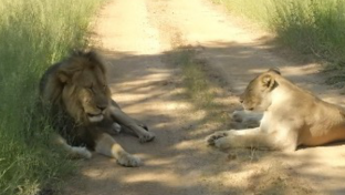 Machaba Monachira Camp Wildlife Sightings February 2026 Two Lions Resting On The Road