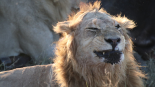 Machaba Camp   Botswana   Wildlife Stories   July 2022   Tripod