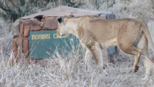 Machaba Deteema Springs Camp Wildlife Sightings June Lioness Near Camp