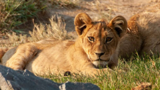 Zimbabwe Hwange National Park Deteema Springs Camp Wildlife Sightings November 2020 Landing Zimbabwe Hwange National Park Deteema Springs Camp Wildlife Sightings November 2020 Landing