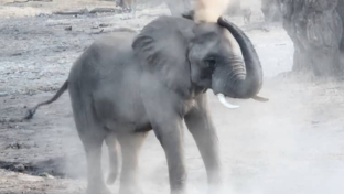 Mana River Camp Elephant Bathing 4