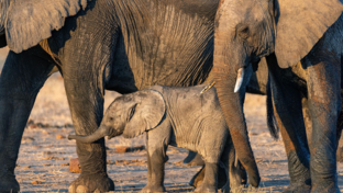 Machaba Safar Hwange Verneys Camp Wildlife Stories Novemebr 2023 Elephant Calf