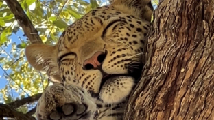 Leopard spotted in a tree Leopard spotted in a tree