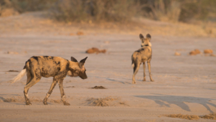 Machaba Botswana Okavango Delta Machaba Camp July Sightings Wild Dogs Thumbnail Machaba Botswana Okavango Delta Machaba Camp July Sightings Wild Dogs Thumbnail