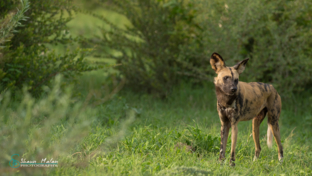 Botswana   Okavango Delta   Machaba Camp   Wildlife Sightings   Shaun Malan   Wilddog Botswana   Okavango Delta   Machaba Camp   Wildlife Sightings   Shaun Malan   Wilddog