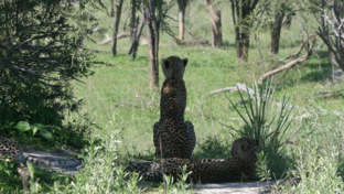 Botswana    Okavango Delta   Gomoti Plains   Wildlife Sightings   Feb 2023   Cheetahs Botswana    Okavango Delta   Gomoti Plains   Wildlife Sightings   Feb 2023   Cheetahs