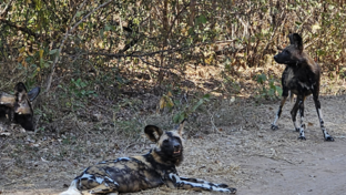 Machaba Ingwe Pan Camp Wildlife Sightings July 2026 Wild Dogs Preparing For A Hunt