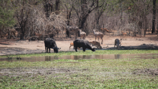 Buffalo and Impala at watering hole