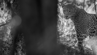 Zimbabwe Ingwe Pan Camp  Leopard On Road Zimbabwe Ingwe Pan Camp  Leopard On Road