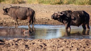 Machaba Gomoti Plains Camp Wildlife Sightings July 2025 Buffalo In The River Machaba Gomoti Plains Camp Wildlife Sightings July 2025 Buffalo In The River