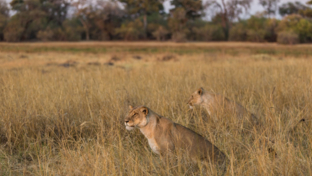 machaba-botswana-okavango-delta-machaba-camp-sighting-blog-thumbnail.jpeg