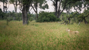 lioness-gomoti-plains-april-wildlife.jpeg