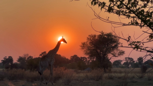 Machaba Safaris Okavango Delta Kiri Camp Willdife Sightings Giraffe Sunset