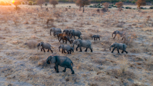 Zimbabwe Hwange Verneys Wildlife Sightings Verneys Martine Harvey Elephants