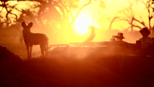 A spectacular wild dog sighting under the golden afternoon sun A spectacular wild dog sighting under the golden afternoon sun