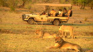 Zimbabwe Hwange National Park Deteema Game Drive Thumbnail Zimbabwe Hwange National Park Deteema Game Drive Thumbnail
