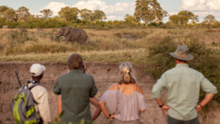 Machaba Safaris   Zimbabwe   Hwange National Park   Deteema Springs   Wildlife Sightings   June 2022   Walking Safari At Deteema Springs Machaba Safaris   Zimbabwe   Hwange National Park   Deteema Springs   Wildlife Sightings   June 2022   Walking Safari At Deteema Springs