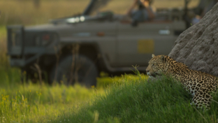 Machaba Camp Wildlife Stories Machaba Camp Wildlife Stories