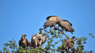 Machaba Deteema Springs Wildlife Sighting Vultures